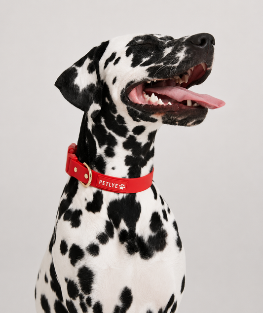 PETLYE Adjustable Dog Collar
