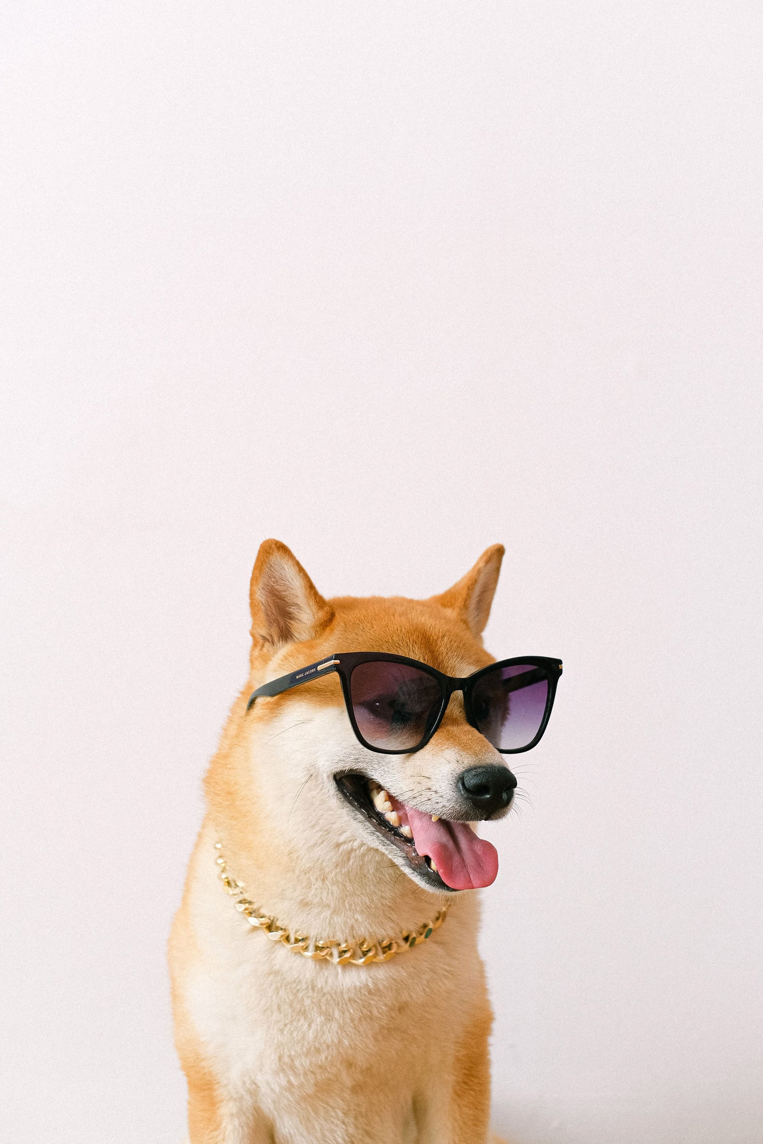 Everyday Pet Accessories